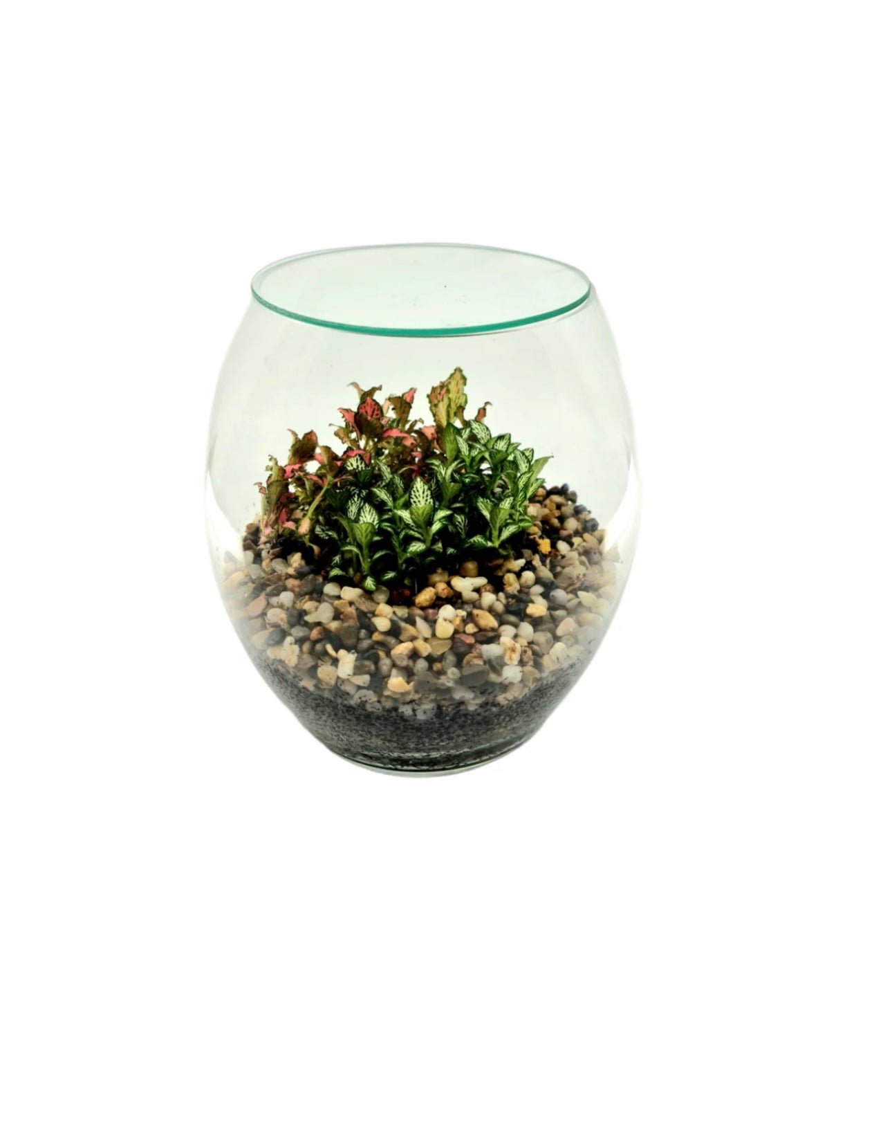 Terrarium