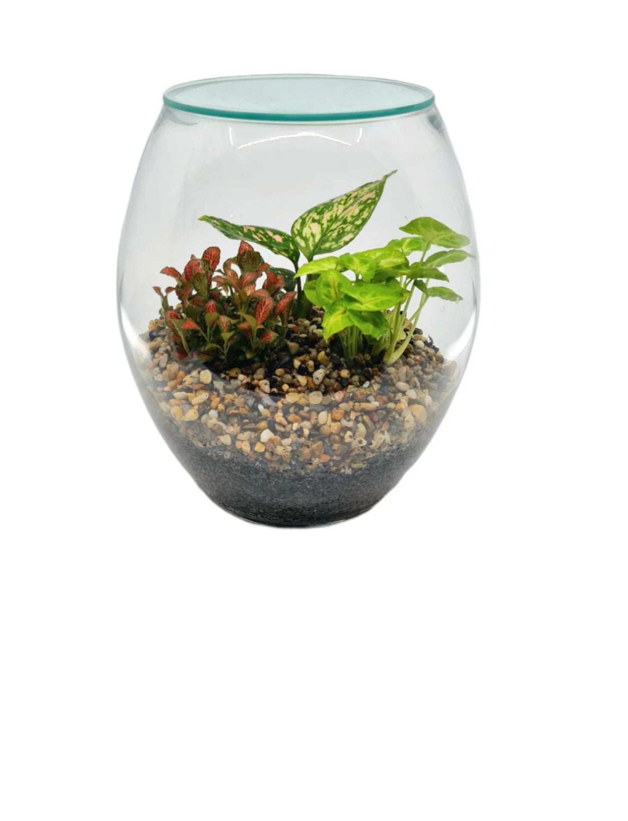Terrarium