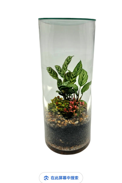 Terrarium