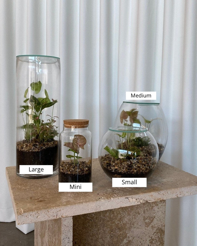 Terrarium